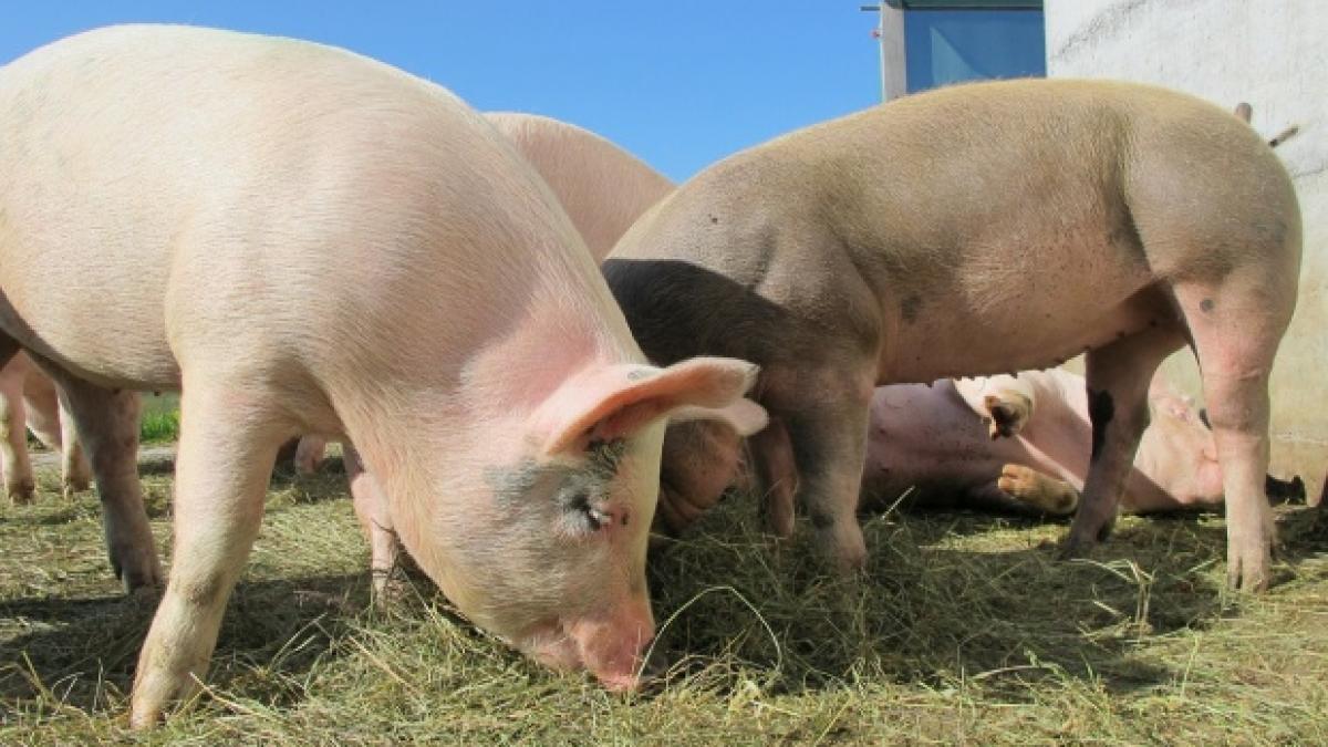 porc
