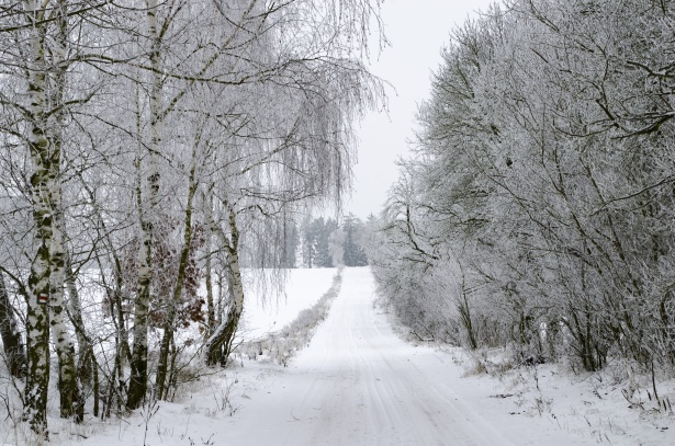 winter-forest-148153057241R