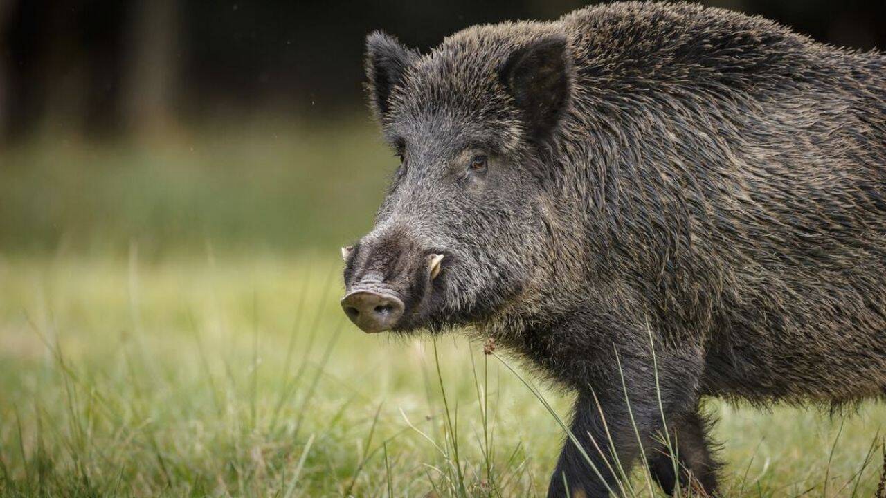 pesta-porcina-mistreti