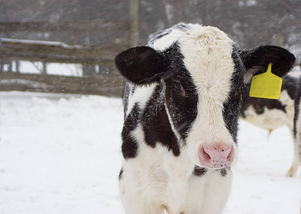 istockphoto-96287106-612x612