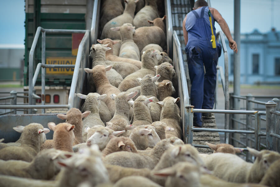 pecore-jo-anne-mcarthur_essereanimali