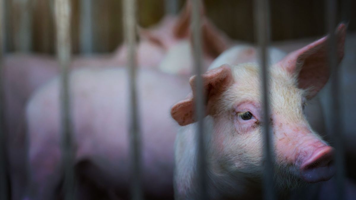 Foto-pentru--tiri-40