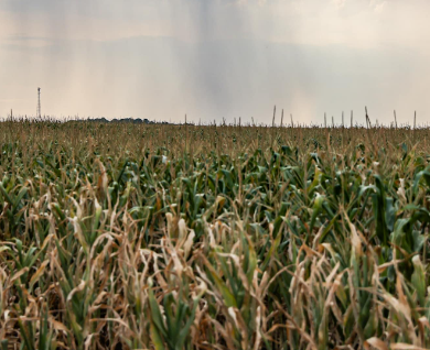 agricultura