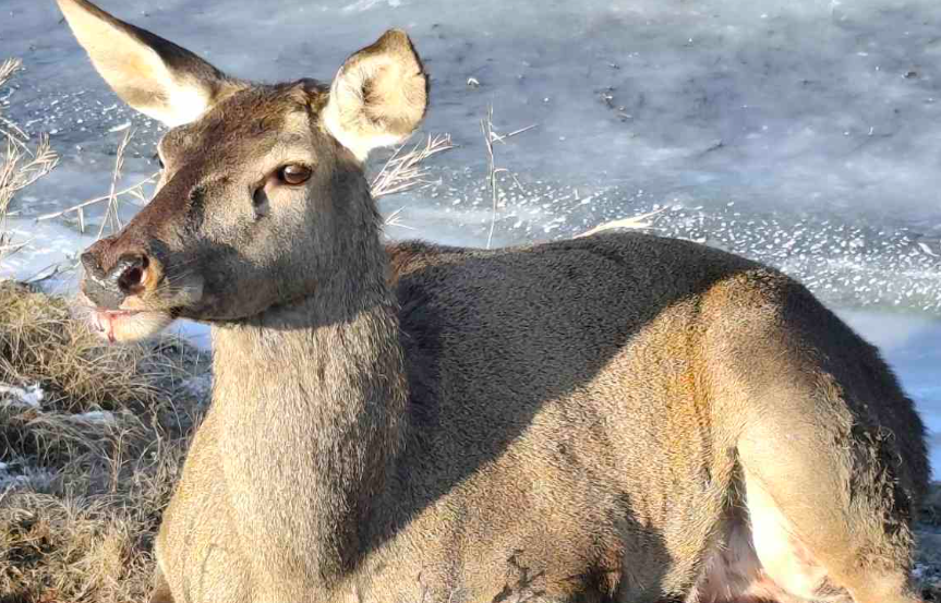 Captură de ecran 2026-01-15 195511