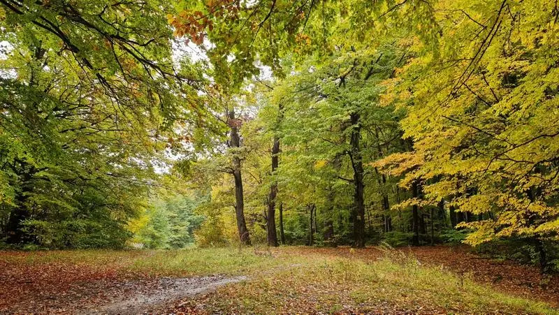 image-2021-10-15-25108812-41-peisaj-toamna.jpg