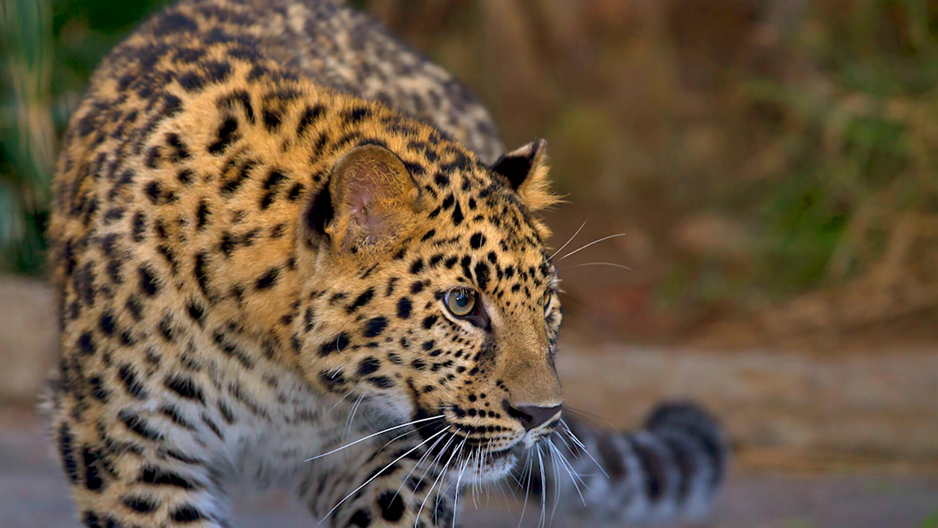 leopard