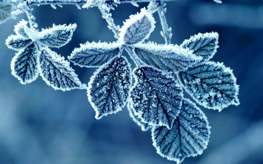 Frost-Leaves-15701919252qqe86r-1602856647vtxjtyc