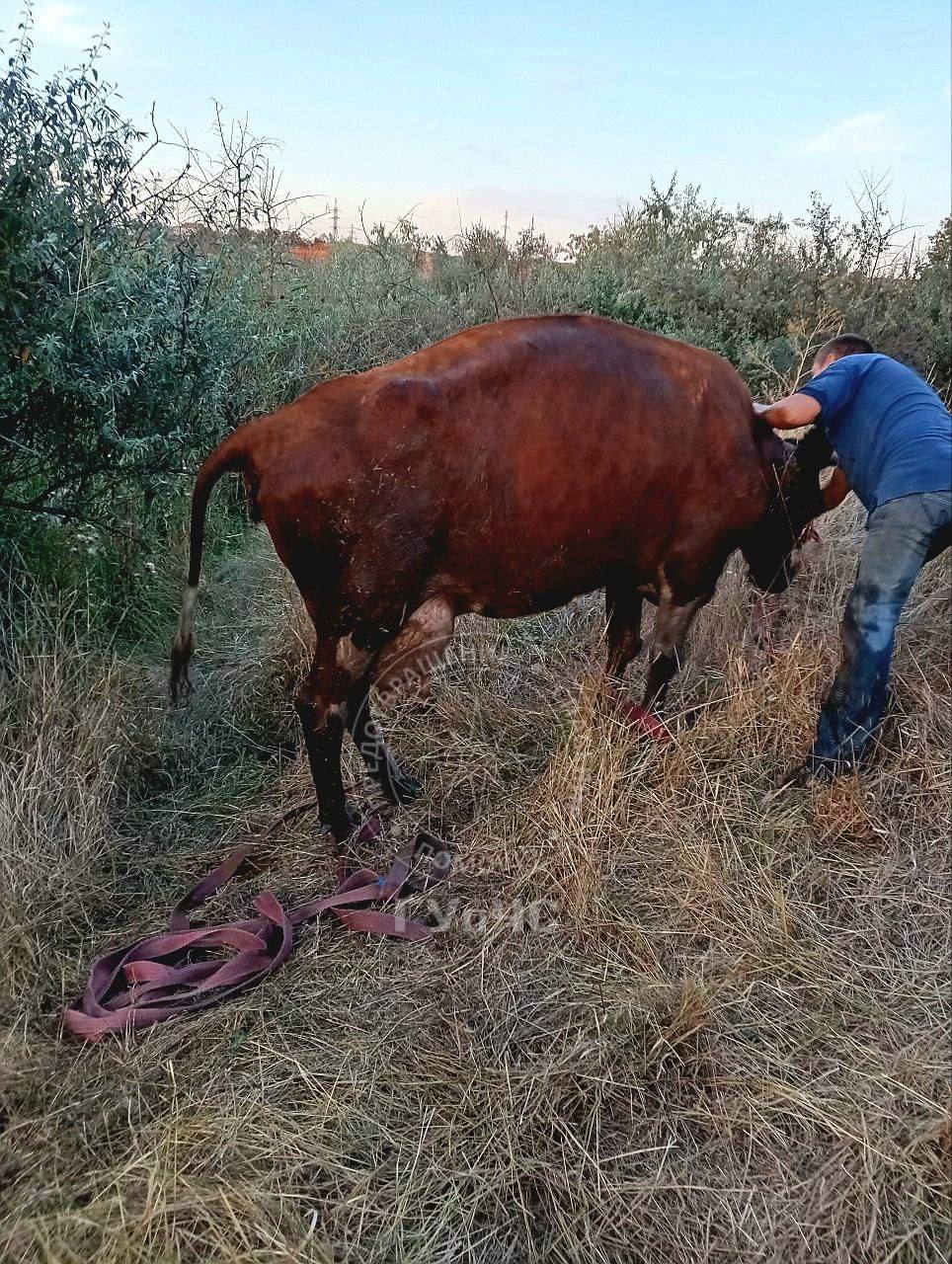 vaca