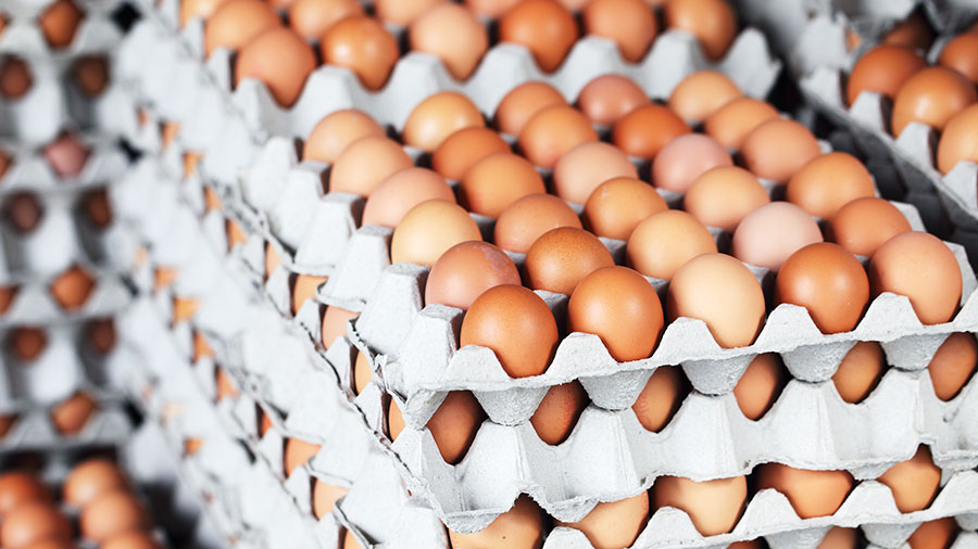 30112020-eggs-packed-in-cartons-in-warehouse-c-AdobeStock_201884139