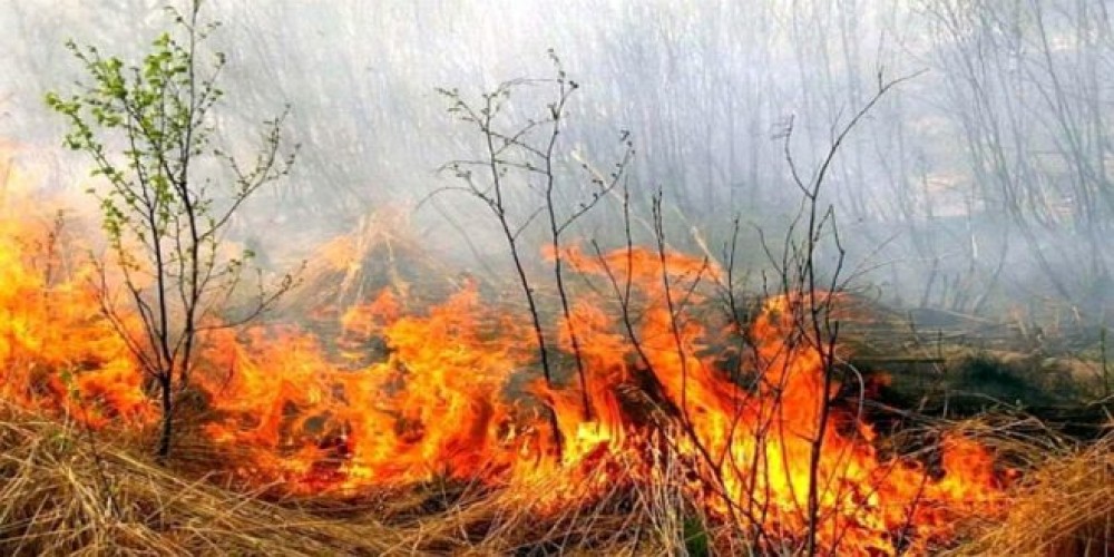 incendiu-incendii-vegetatie_05429700-660x330-1-1000