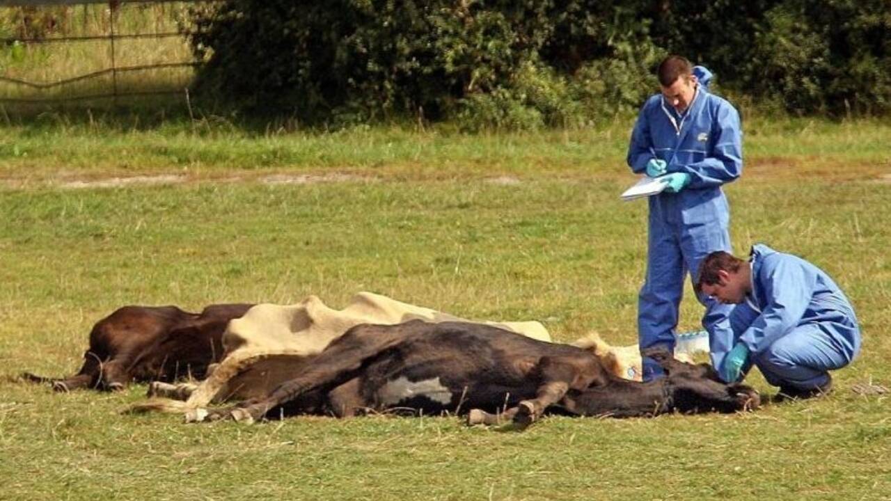 ferma-vaci-zootehnie-antrax-iasi