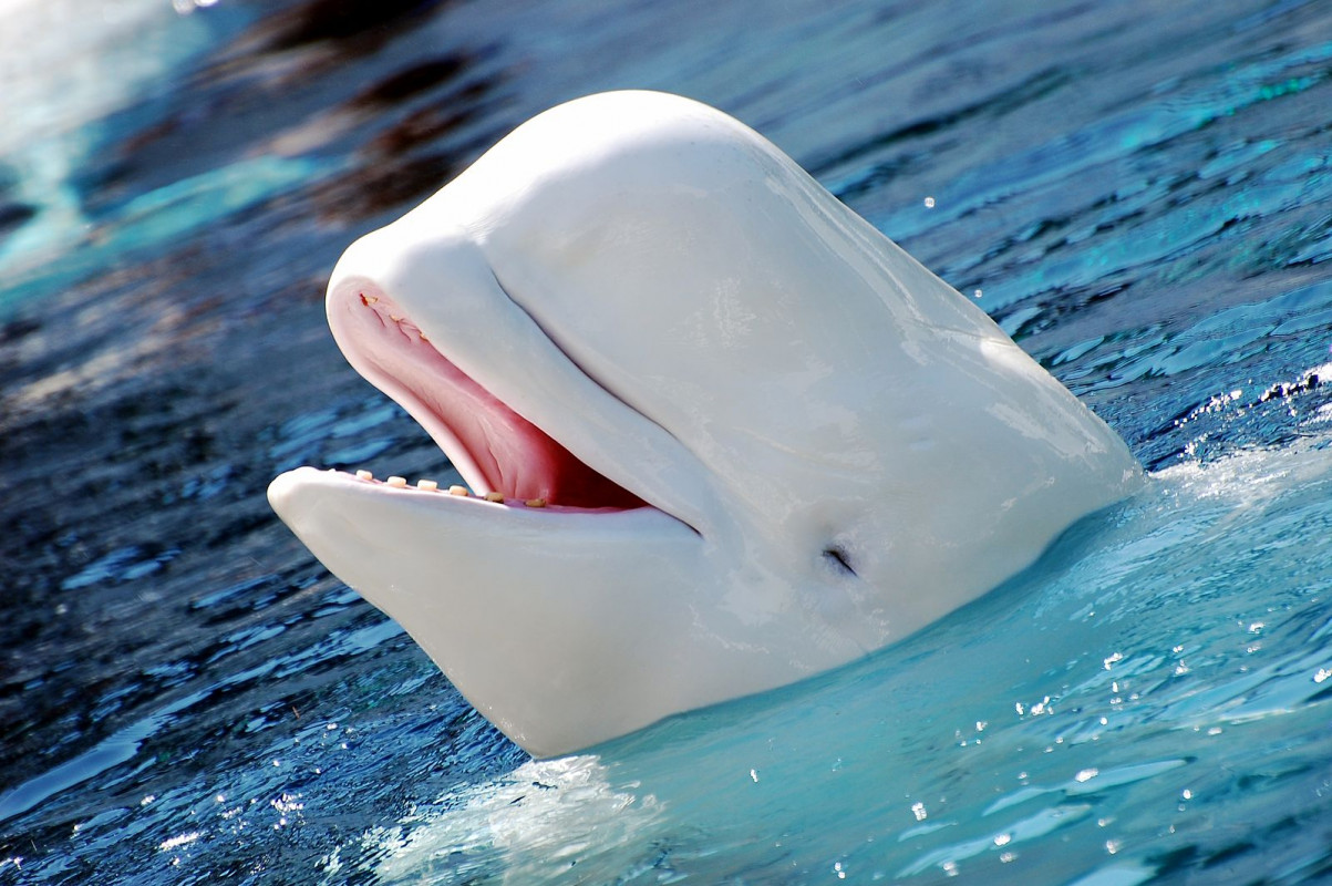 belugawhale