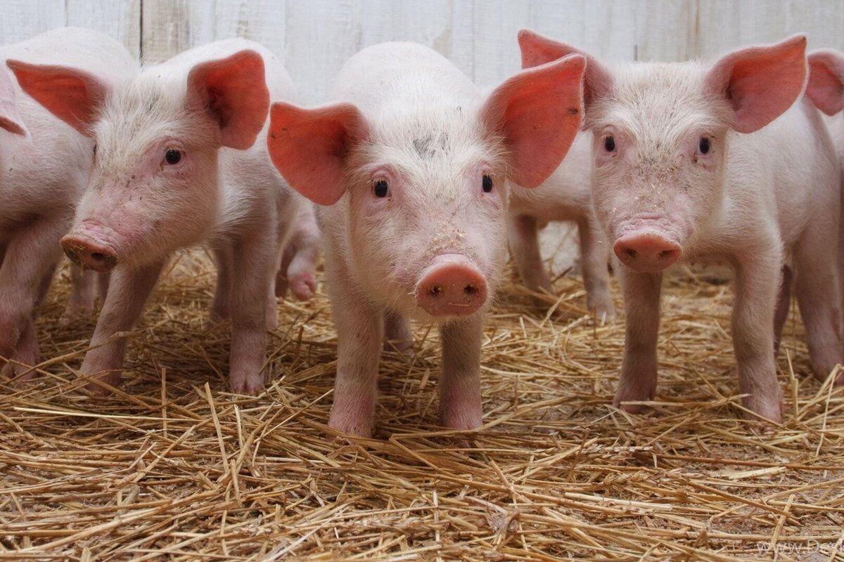 pesta_porcin____2___1_