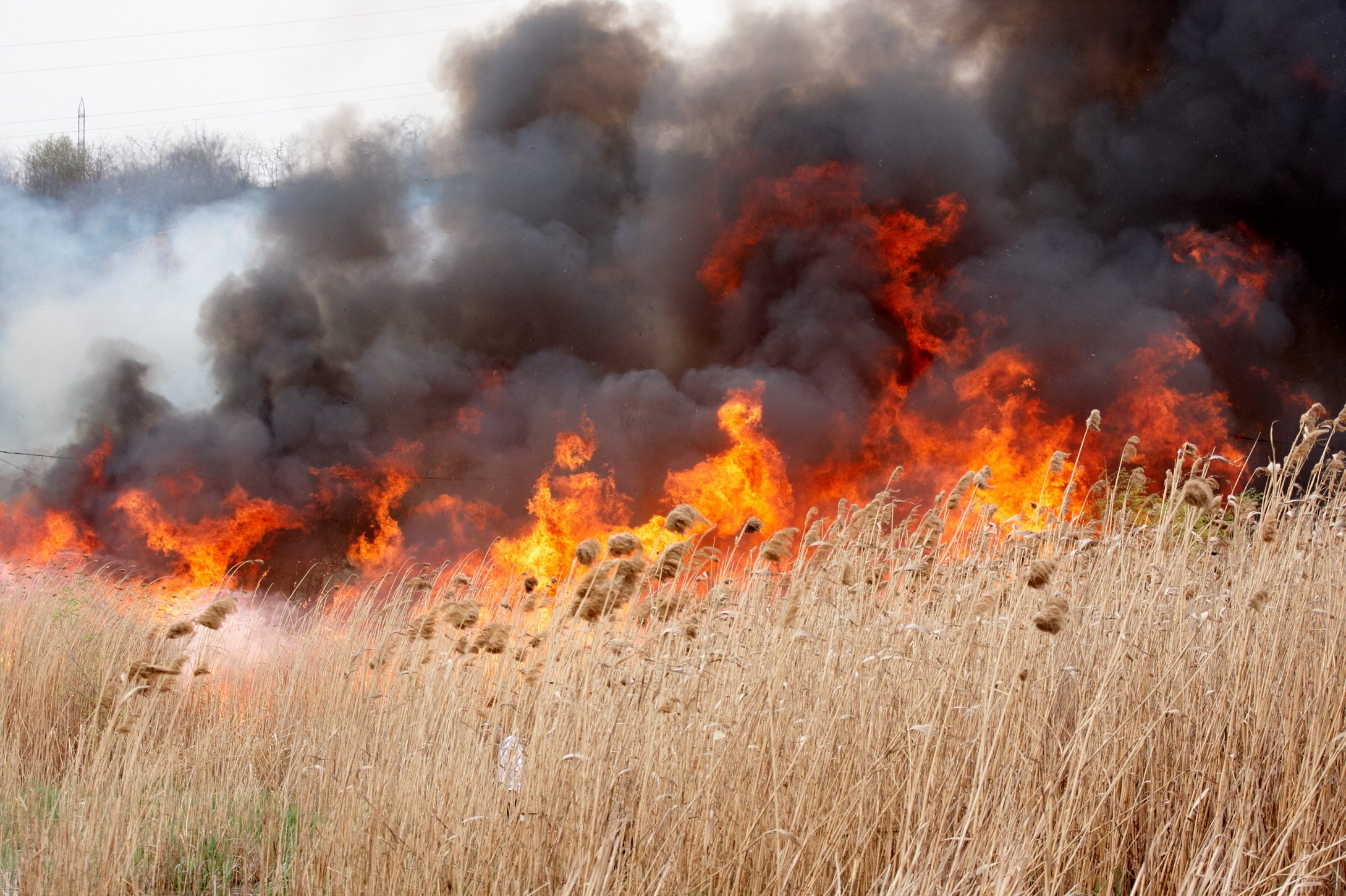 incendiu-vegetatie-6