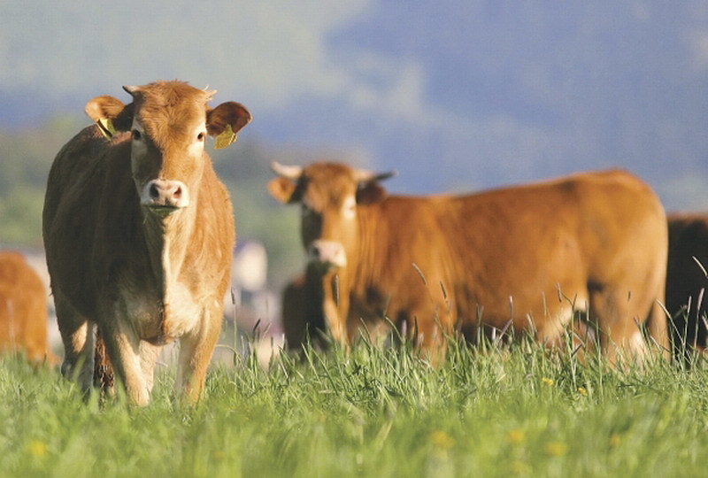 caz-de-rabie-la-o-bovina-in-raionul-telenesti